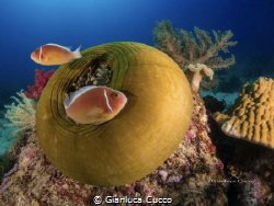 (Amphiprion perideraion) Cabilao,Filippine. 
Sony RX100,... by Gianluca Cucco 
